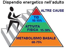 metabolismo3x1